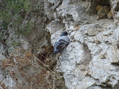 Columba livia domestica