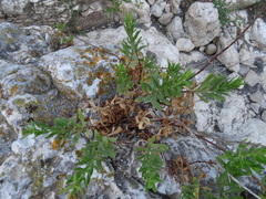 Dittrichia viscosa