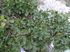 Rhamnus saxatilis