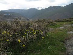 Gagea nevadensis