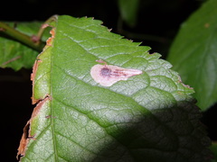 Stigmella plagicolella