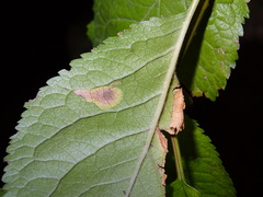 Stigmella plagicolella