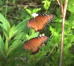 Danaus gilippus