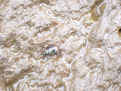 Sphaeridium scarabaeoides