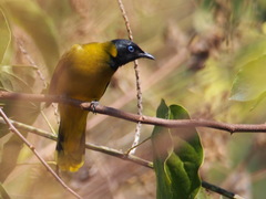 Brachypodius melanocephalos