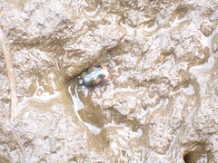 Sphaeridium scarabaeoides