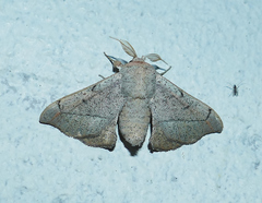 Cicinnus melsheimeri