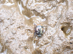 Sphaeridium scarabaeoides