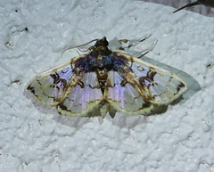 Compacta hirtalis