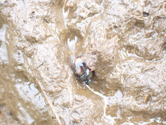 Sphaeridium scarabaeoides