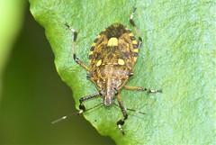 Dalpada oculata