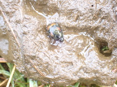 Sphaeridium scarabaeoides