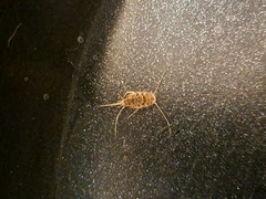 Thermobia domestica