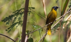 Brachypodius melanocephalos