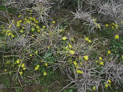 Gagea nevadensis