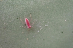 Hesperolabops gelastops