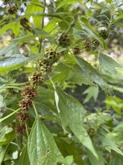 Leonurus cardiaca