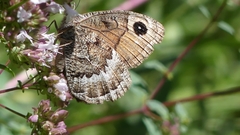 Satyrus actaea