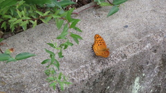 Argynnis hyperbius
