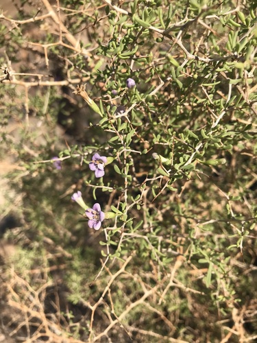 Gariep Honeythorn (Lycium gariepense)