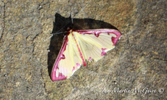 Cadarena pudoraria