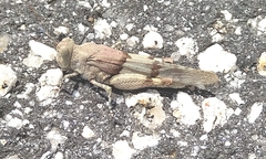 Sphingonotus lluciapomaresi