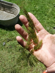 Ceratophyllum demersum
