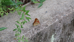 Argynnis hyperbius