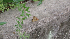Argynnis hyperbius