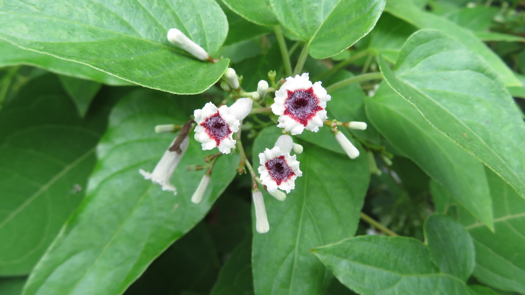 Paederieae