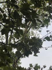 Platanus occidentalis