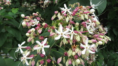 Clerodendrum trichotomum