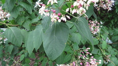 Clerodendrum trichotomum