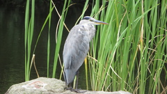 Ardea cinerea