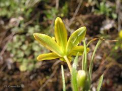 Gagea nevadensis