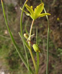 Gagea nevadensis
