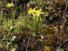 Gagea nevadensis
