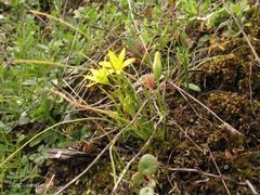 Gagea nevadensis
