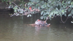 Tachybaptus ruficollis