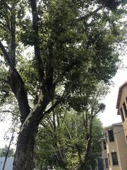 Platanus occidentalis