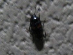 Episcaphula duplopunctata