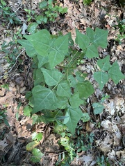 Erythrina herbacea