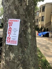 Platanus occidentalis