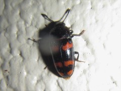 Episcaphula duplopunctata