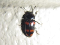 Episcaphula duplopunctata