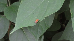 Amegilla florea