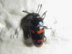 Episcaphula duplopunctata