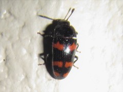 Episcaphula duplopunctata