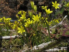 Gagea nevadensis