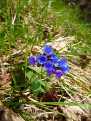 Pulmonaria officinalis